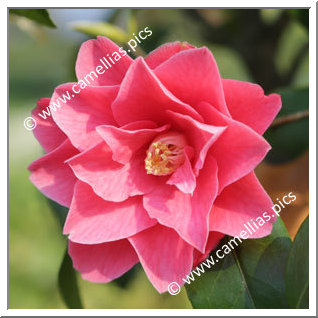 Camellia Japonica 'Buddy'
