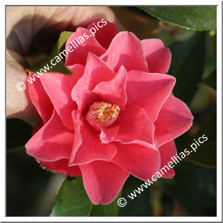 Camellia Japonica 'Buddy'