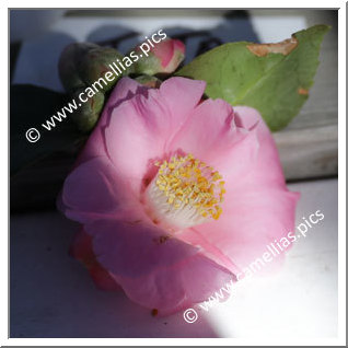 Camellia Hybrid 'Bunny Ears'