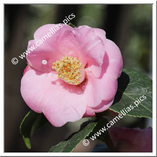 Camellia Hybrid 'Bunny Ears'