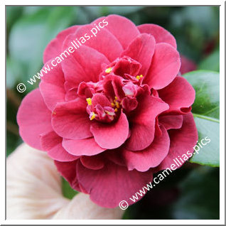 Camellia Japonica 'Burgundy Gem'