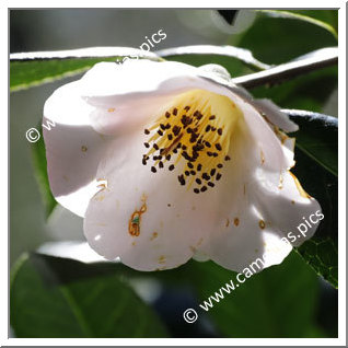 Camellia Hybrid C.x williamsii 'Burncoose'