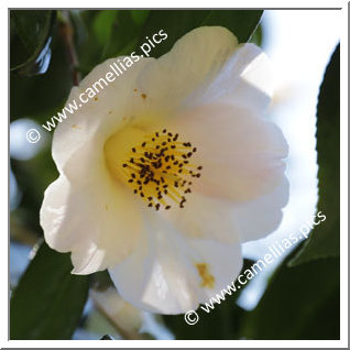 Camellia Hybrid C.x williamsii 'Burncoose'