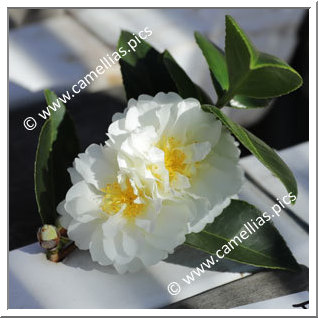 Camellia Hybrid 'Buttermint'