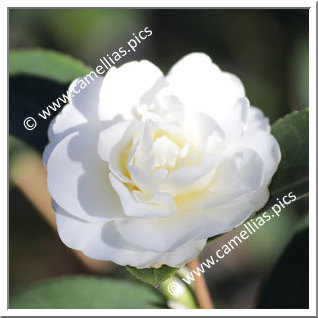 Camellia Hybride 'Buttermint'