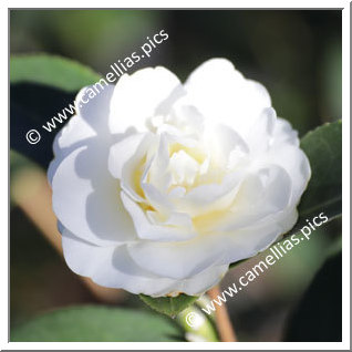 Camellia Hybrid 'Buttermint'