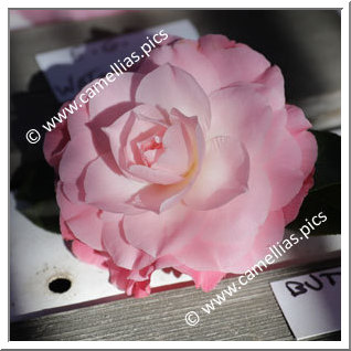 Camellia Hybrid C.x williamsii 'Buttons'n Bows'