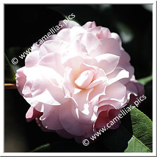 Camellia Hybrid C.x williamsii 'Buttons'n Bows'