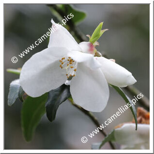 Camellia Botanique 'C. buxifolia'