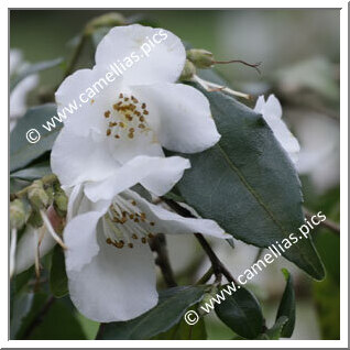 Camellia Botanique 'C. buxifolia'