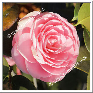 Camellia Japonica 'Byzantina'