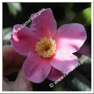 Camellia Hybride C.x williamsii 'C.F. Coates'