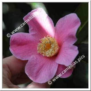 Camellia Hybrid C.x williamsii 'C.F. Coates'