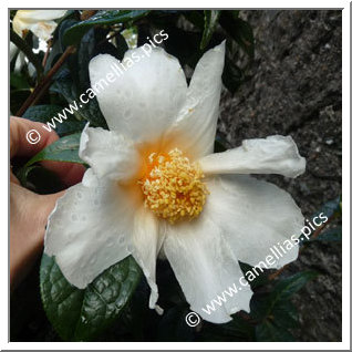 Camellia Botanique 'C. granthamiana'