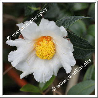 Camellia Species 'C. granthamiana'