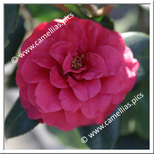 Camellia Japonica 'Cabernet'