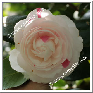 Camellia Japonica 'Madame Cachet'