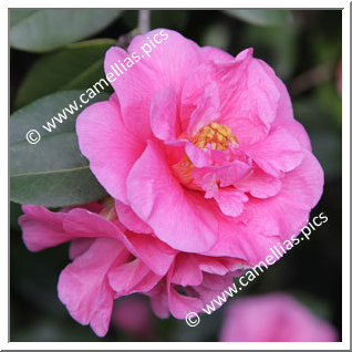 Camellia Hybrid C.x williamsii 'Caerhays'