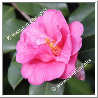 Camellia Hybrid C.x williamsii 'Caerhays'