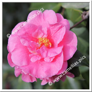 Camellia Hybrid C.x williamsii 'Caerhays'