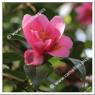 Camellia Hybrid C.x williamsii 'Caerhays' Best'