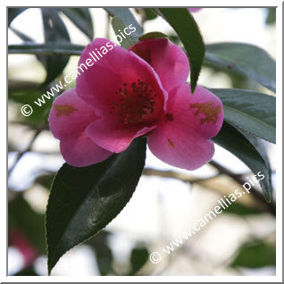 Camellia Hybrid C.x williamsii 'Caerhays' Best'