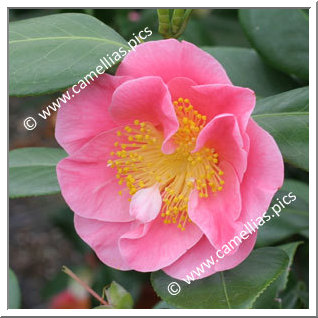 Camellia Hybride 'California Dawn'