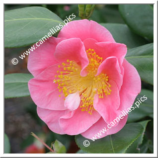 Camellia Hybrid 'California Dawn'