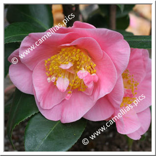Camellia Hybrid 'California Dawn'