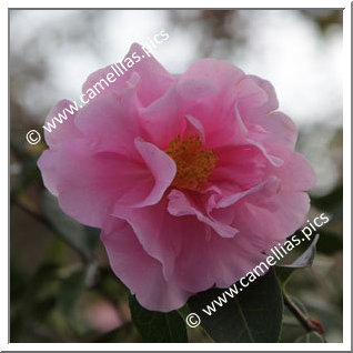 Camellia Hybrid 'California Sunrise'