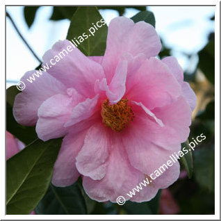 Camellia Hybride 'California Sunrise'