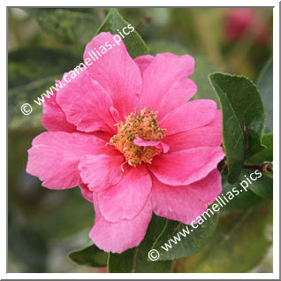 Camellia Hybrid C.reticulata 'California Sunset'