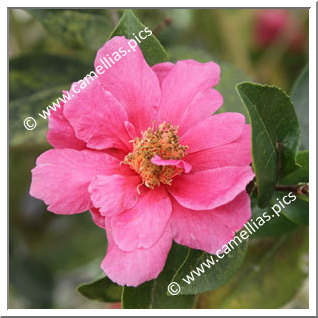 Camellia Hybrid C.reticulata  'California Sunset'