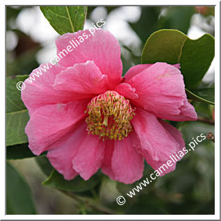 Camellia Hybrid C.reticulata 'California Sunset'