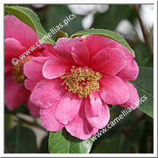 Camellia Hybrid C.reticulata 'California Sunset'