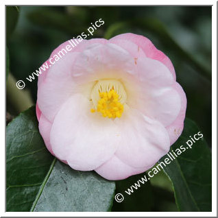 Camellia Japonica 'Anne-Marie Calloni '