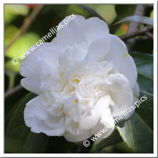Camellia Japonica 'Calypso Vera'
