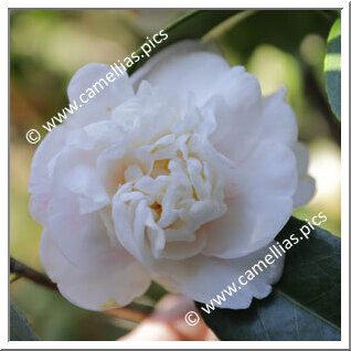 Camellia Japonica 'Calypso Vera'