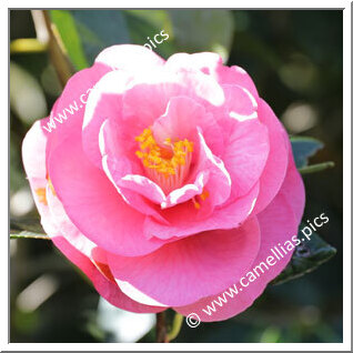Camellia Hybride C.reticulata 'Cameron Cooper'