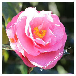 Camellia Hybride C.reticulata 'Cameron Cooper'