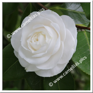 Camellia Japonica 'Camilla Hebert'