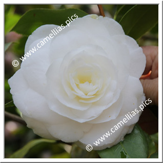 Camellia Japonica 'Camilla Hebert'