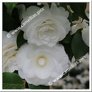 Camellia Japonica 'Camilla Hebert'