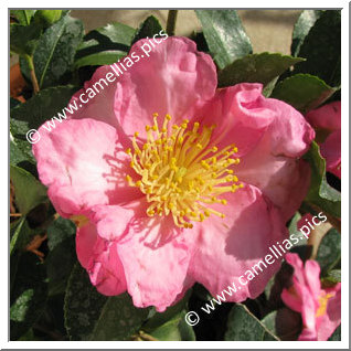 Camellia Sasanqua 'Camille'