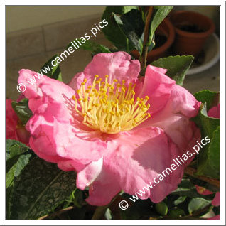 Camellia Sasanqua 'Camille'