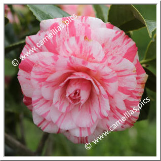Camellia Japonica 'Campari'