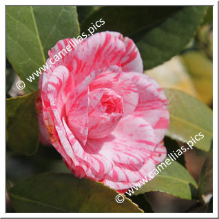 Camellia Japonica 'Campari'