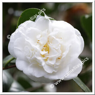 Camellia Japonica 'Campbellii'