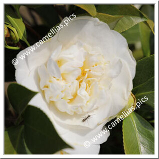 Camellia Japonica 'Campbellii'