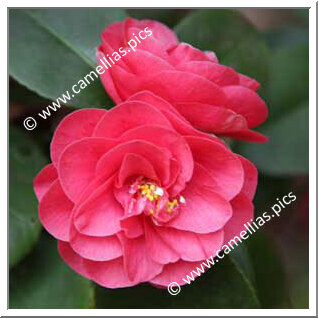 Camellia Japonica 'Campbellii (Guichard)'